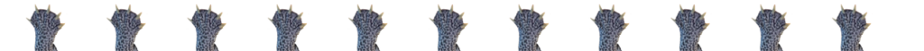 dPterapinHands.1900x200