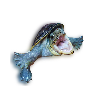 kame_topB_01png