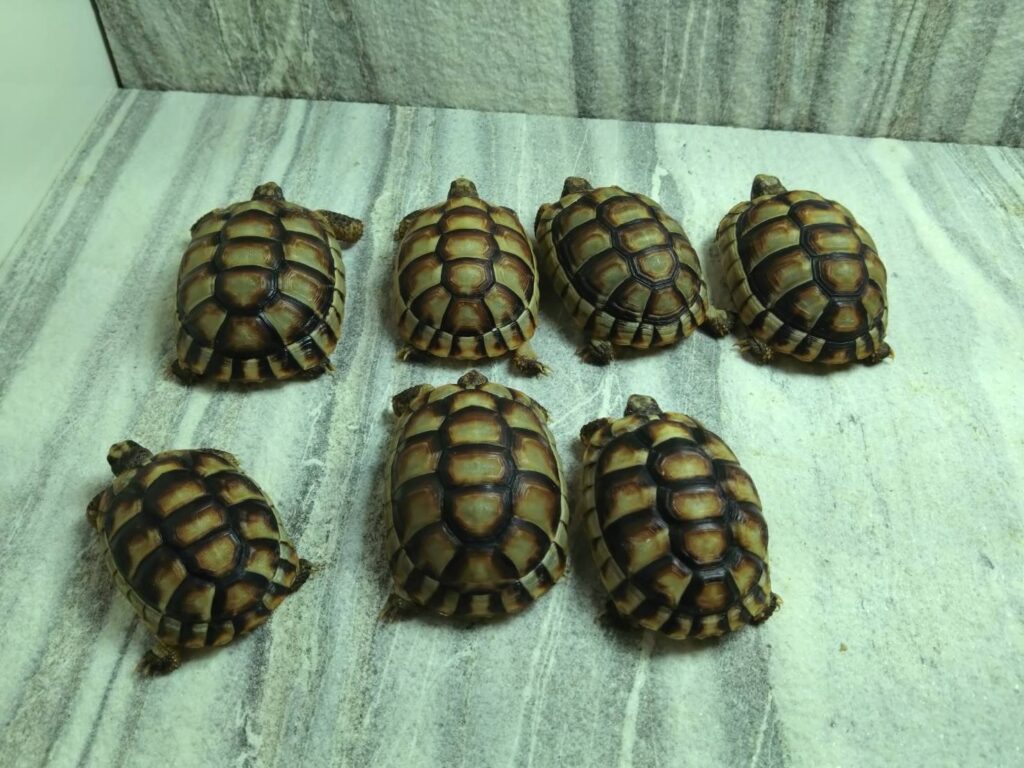 maruginataRikugame01
