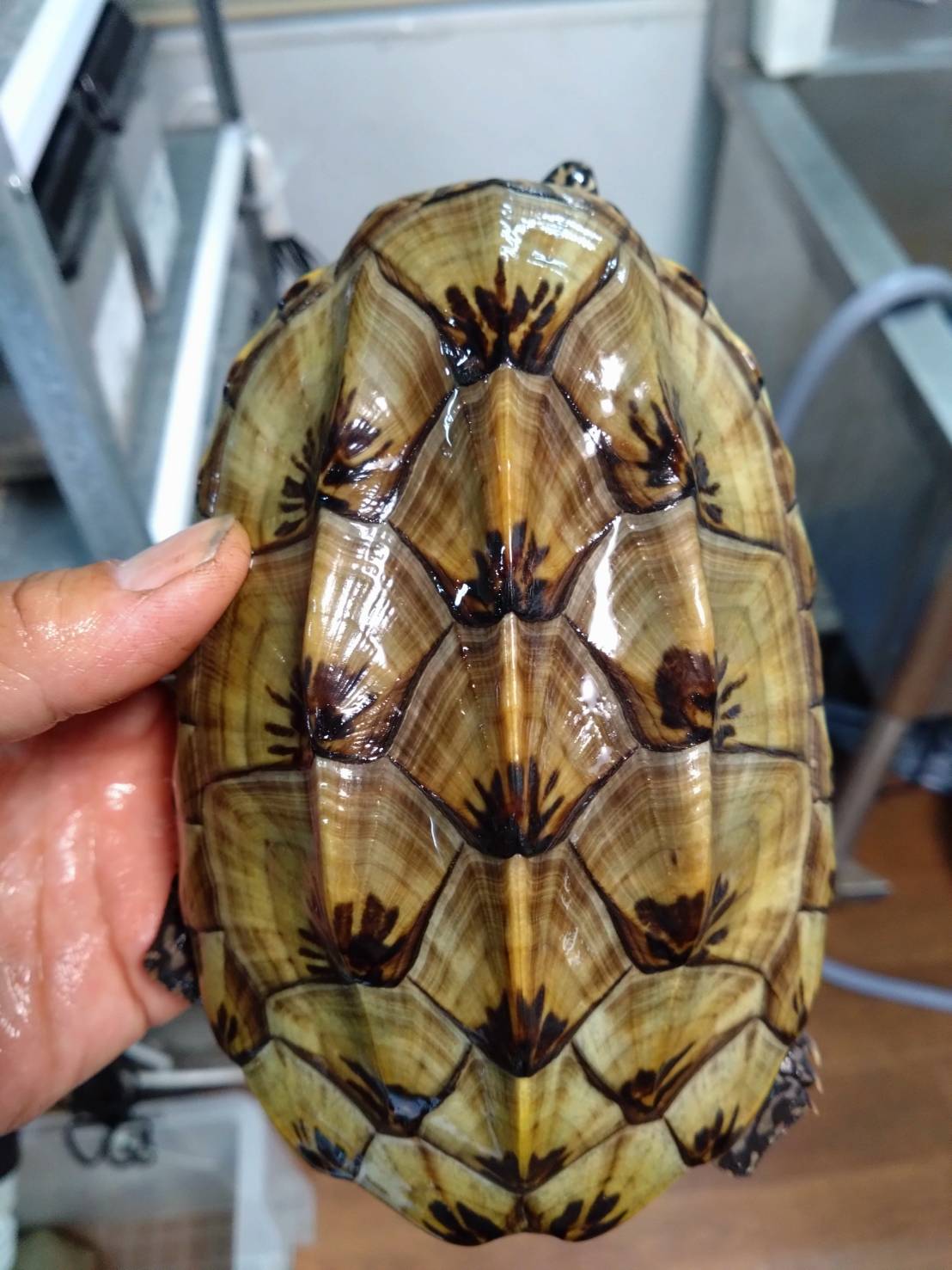 giantMaskTurtle02