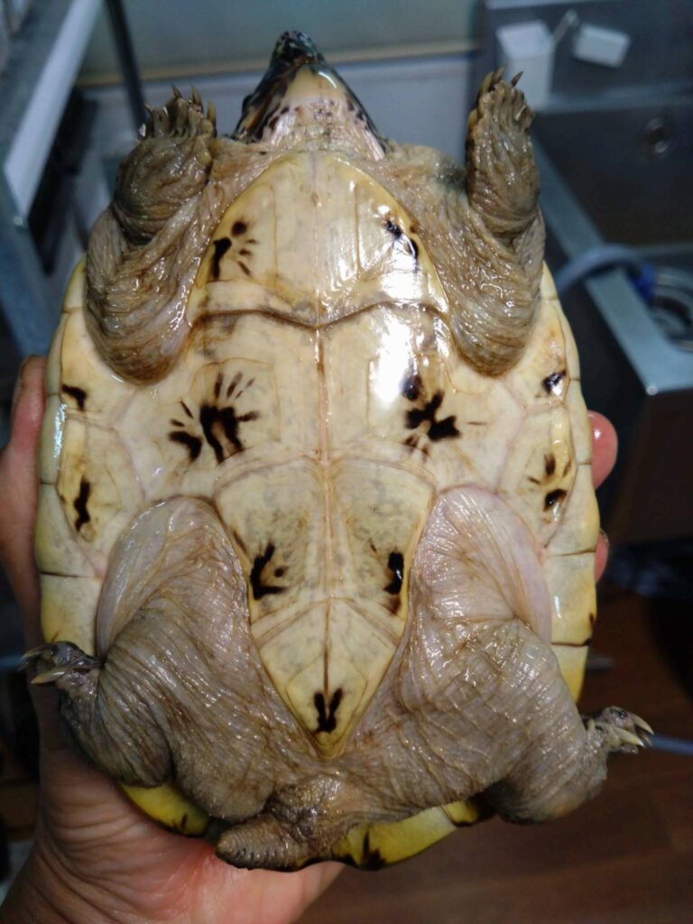 giantMaskTurtle01