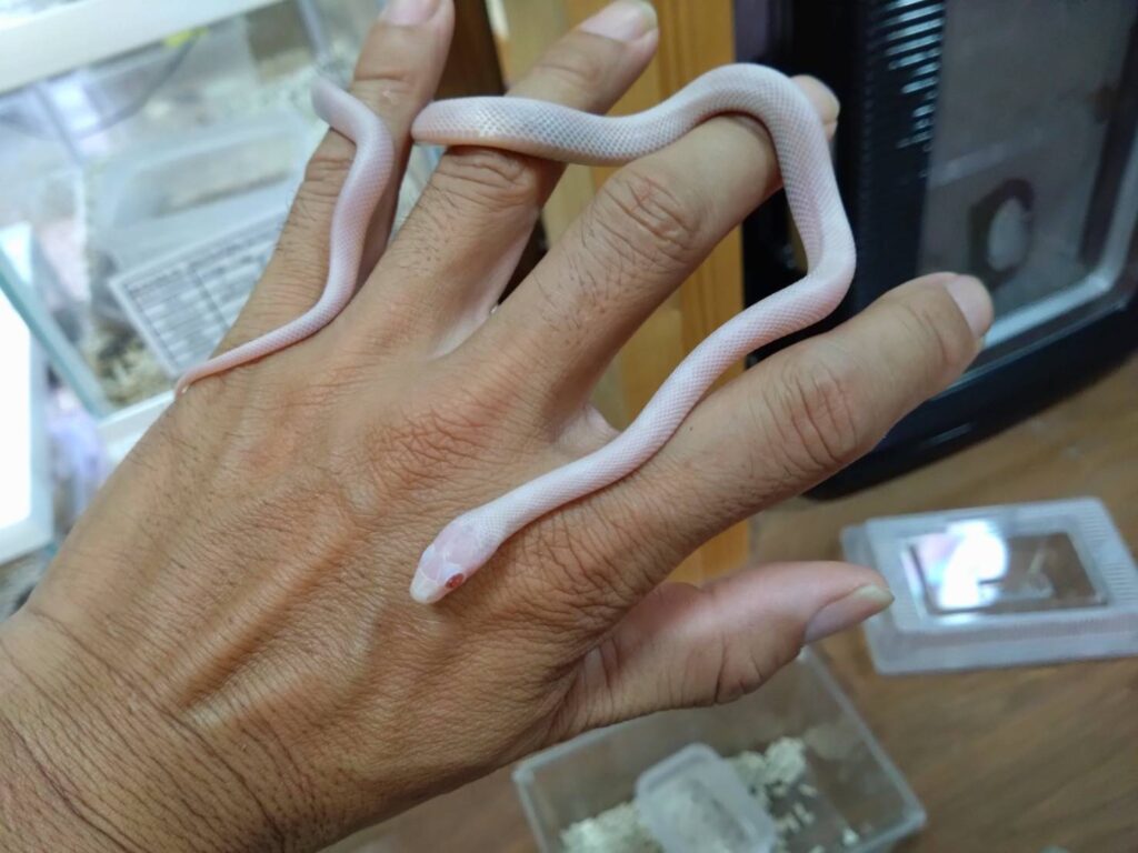 cornsnake0810-01