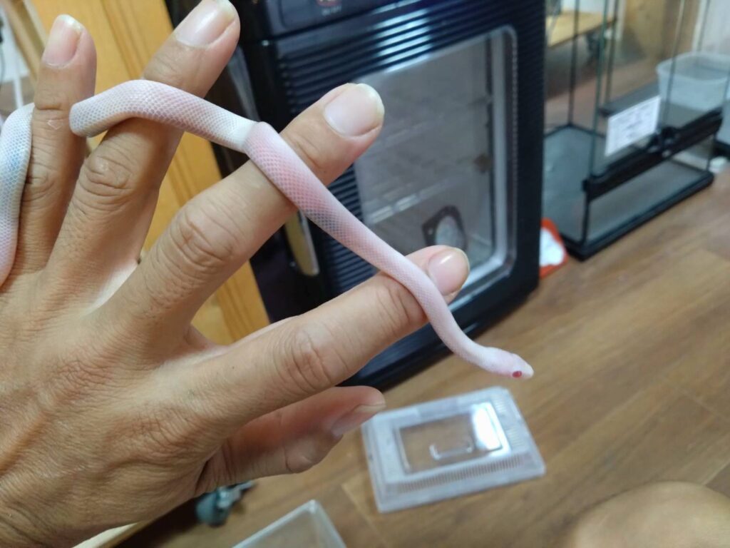 cornsnake0810-02