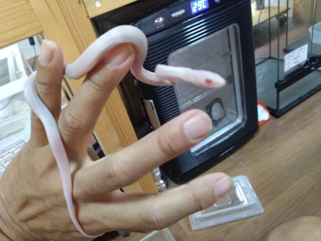 cornsnake0810-03