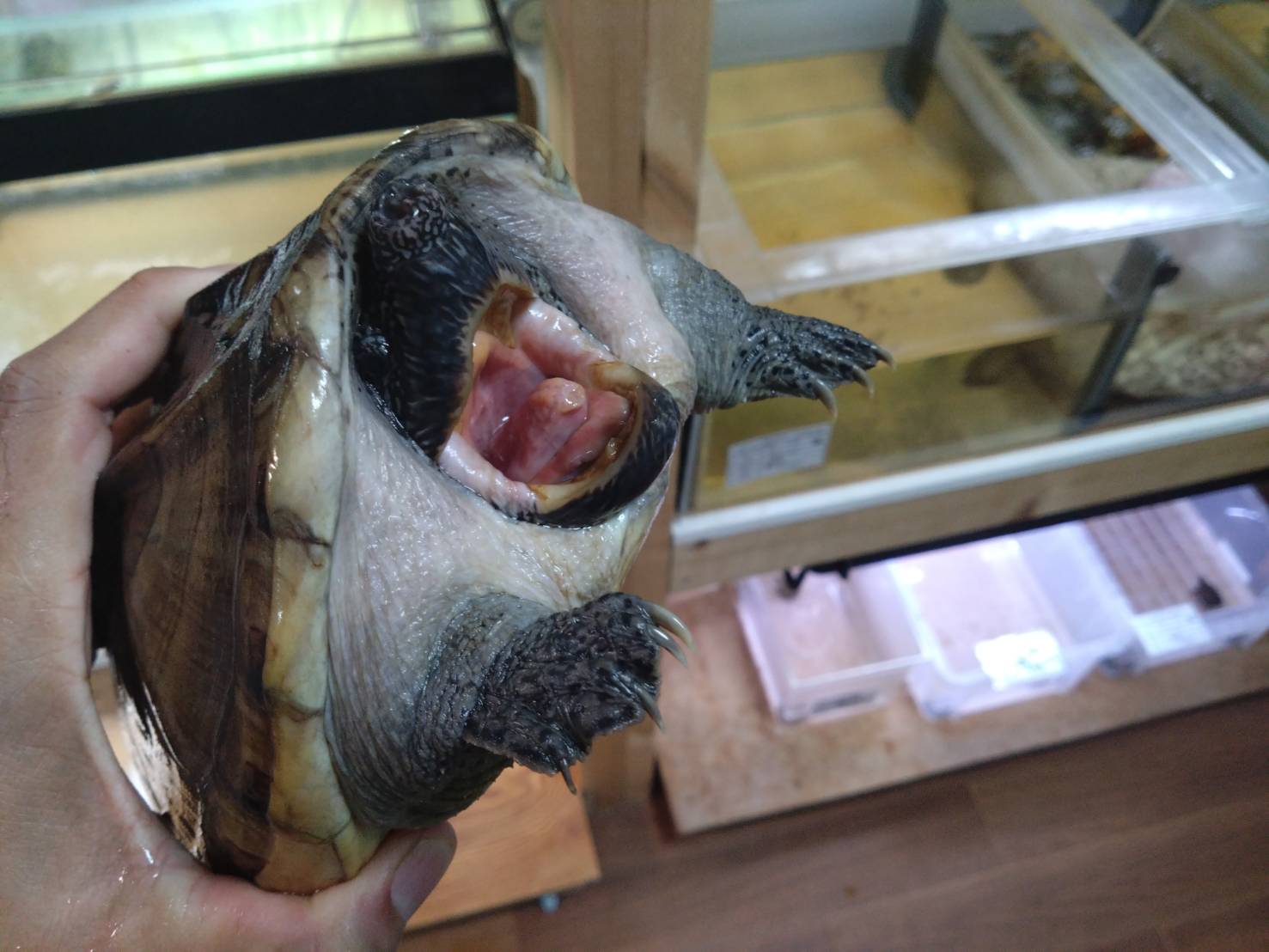 giantMaskTurtle0917-01