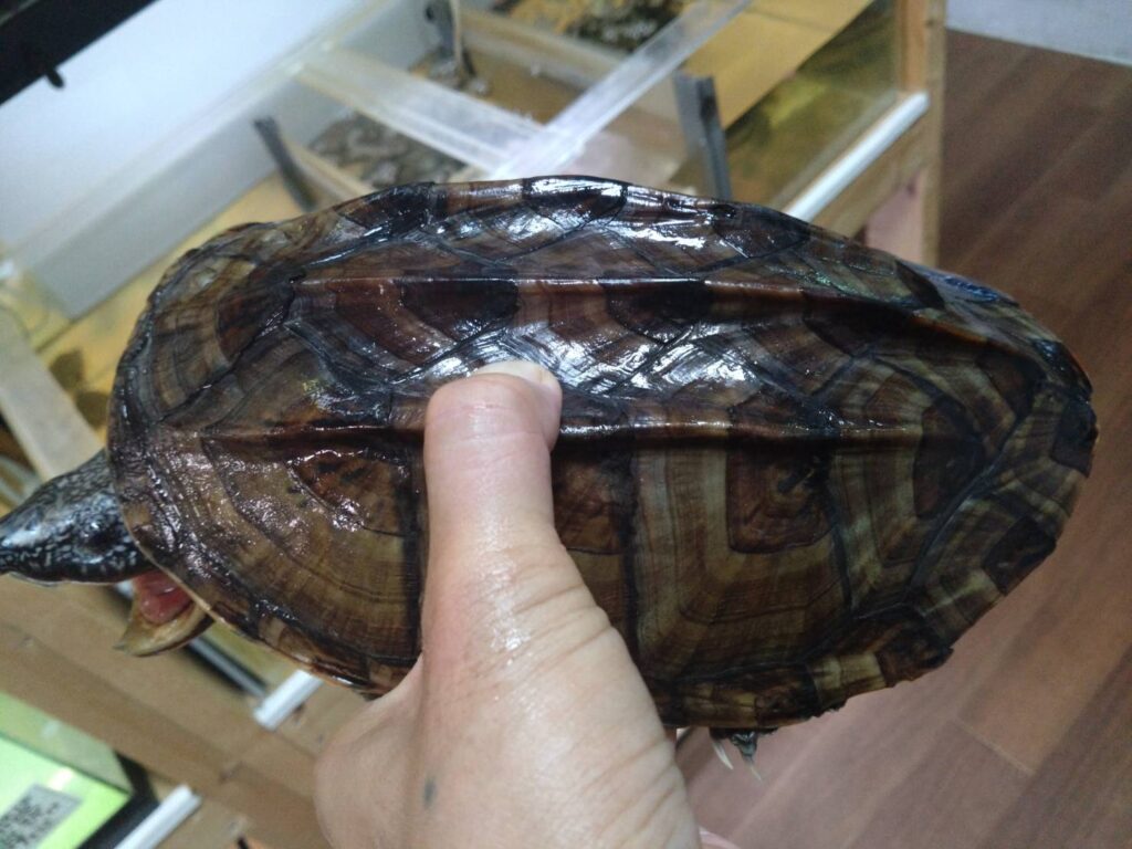 giantMaskTurtle0917-02