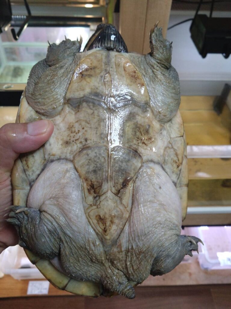 giantMaskTurtle0917-03
