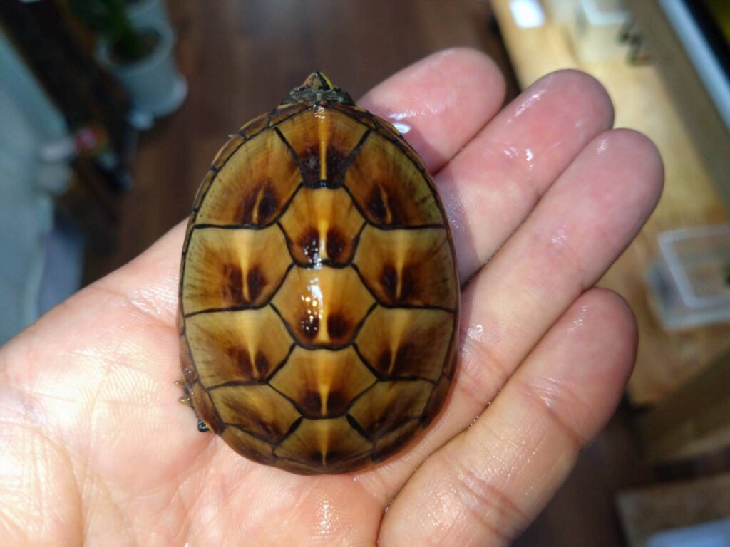 misuzidorogame-osu20251025-01