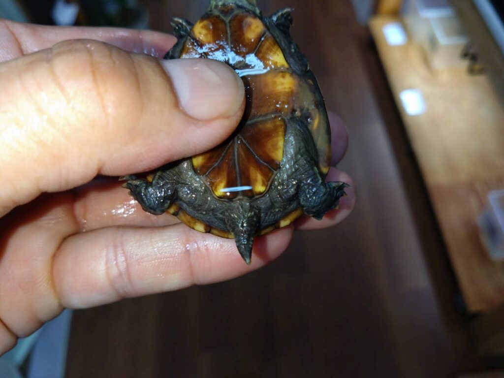 misuzidorogame-osu20251025-02