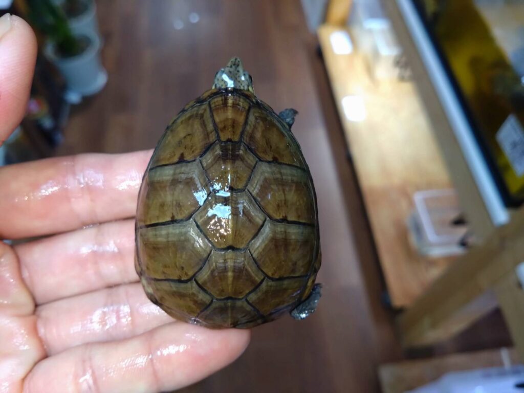 toubudorogame20251025-01