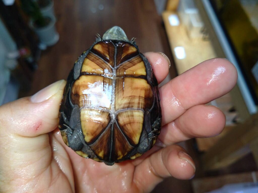 toubudorogame20251025-02
