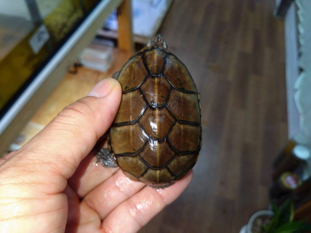 toubudorogame-osu20251025-02
