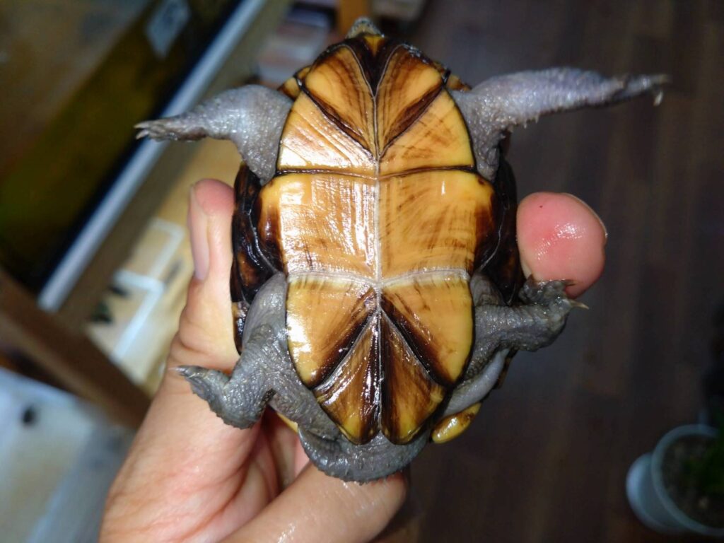 toubudorogame-osu20251025-01