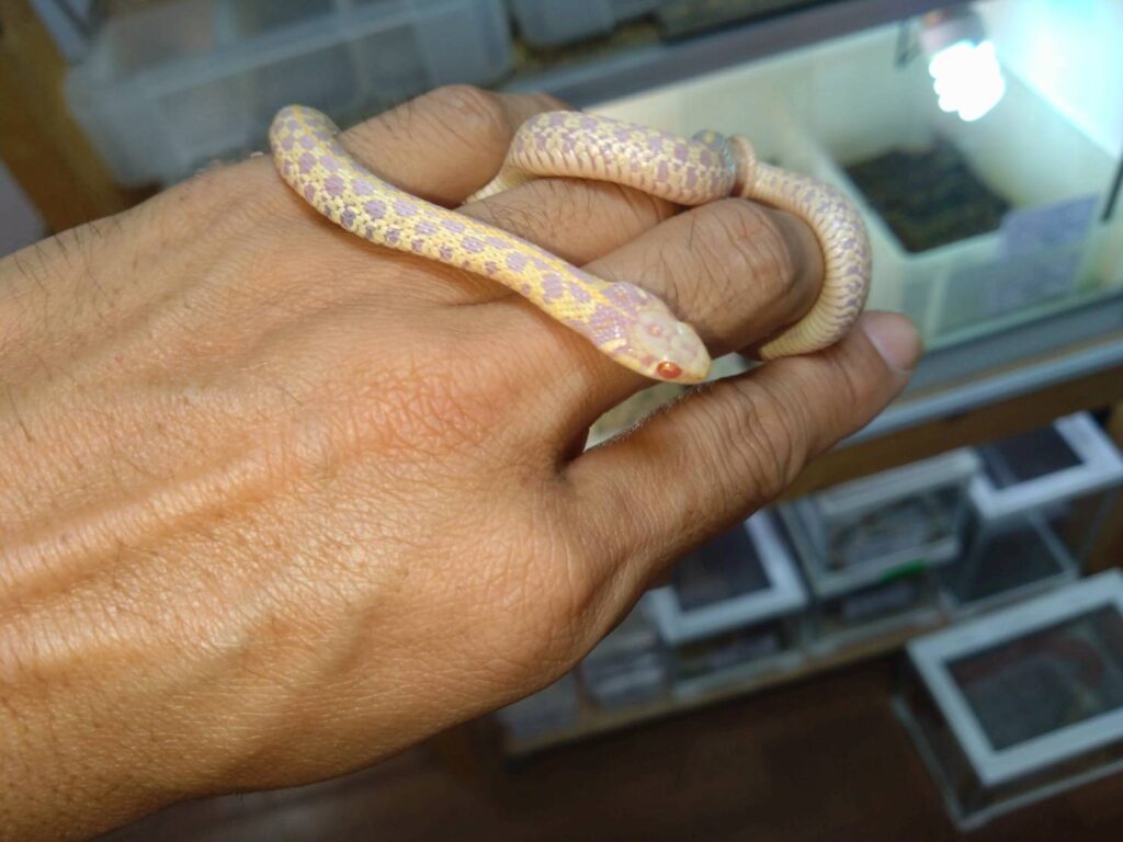 arubinochiekkagatasuneku20251030-01