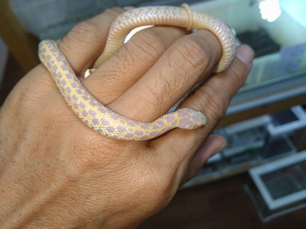 arubinochiekkagatasuneku20251030-02