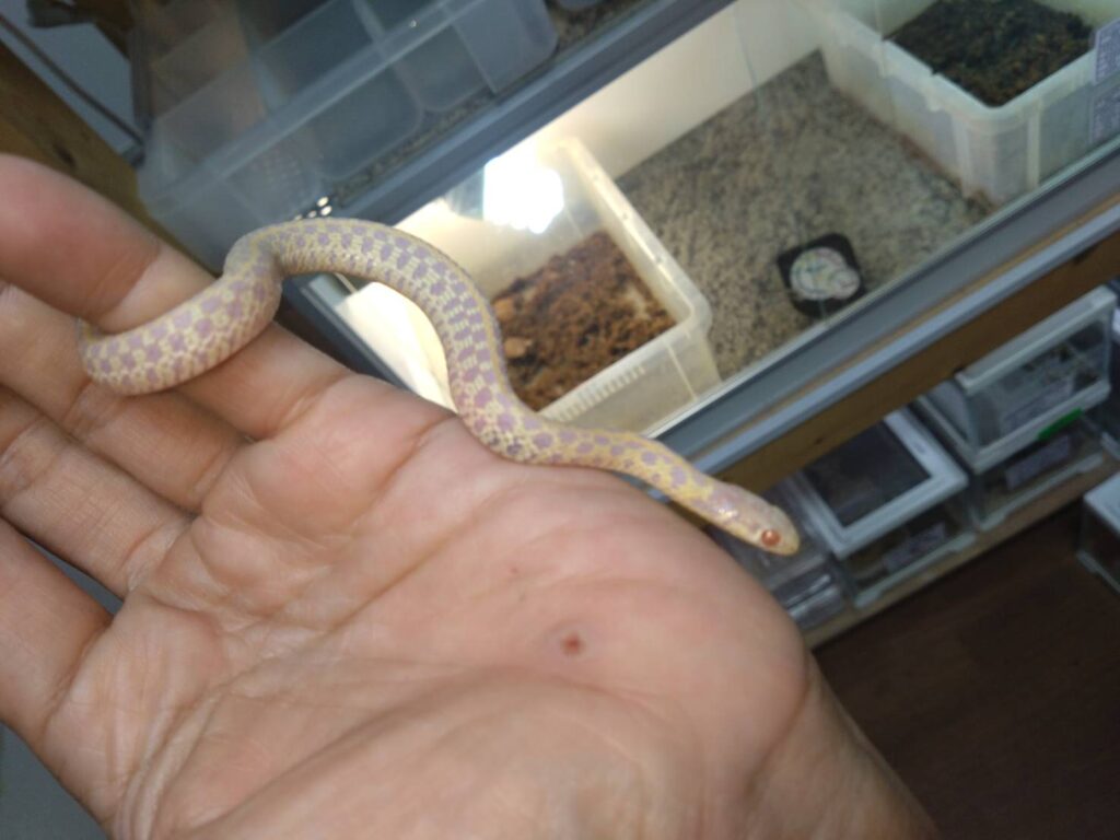 arubinochiekkagatasuneku20251030-03