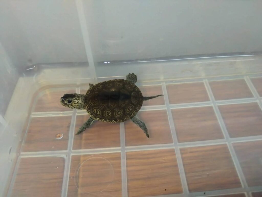 CarolinaDiamondbackTerrapin20251015-1