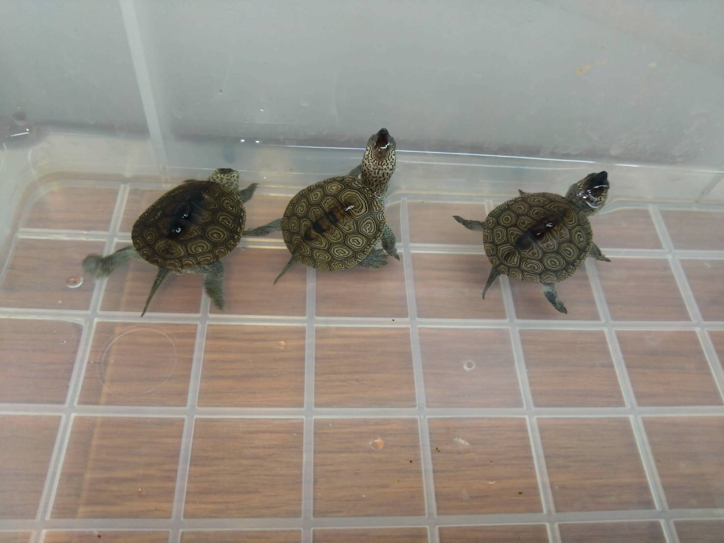 CarolinaDiamondbackTerrapin202510152