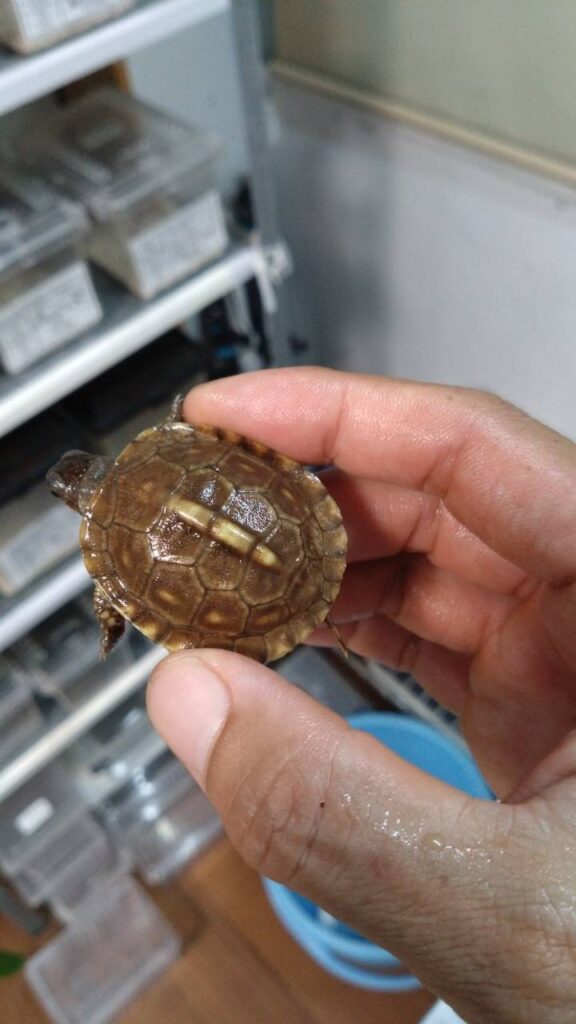 garuhucoastHakogame20251015-1