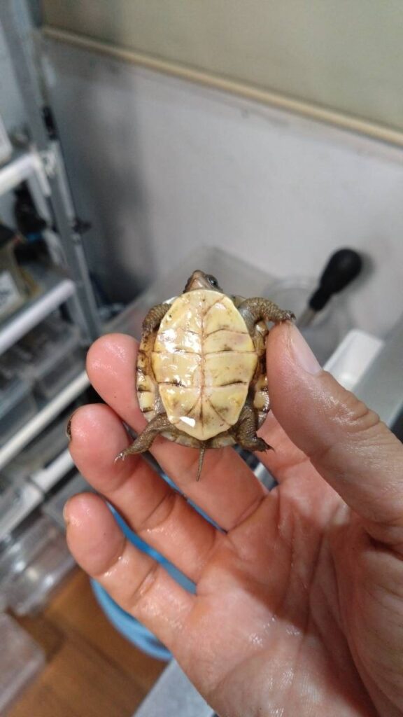 garuhucoastHakogame20251015-2