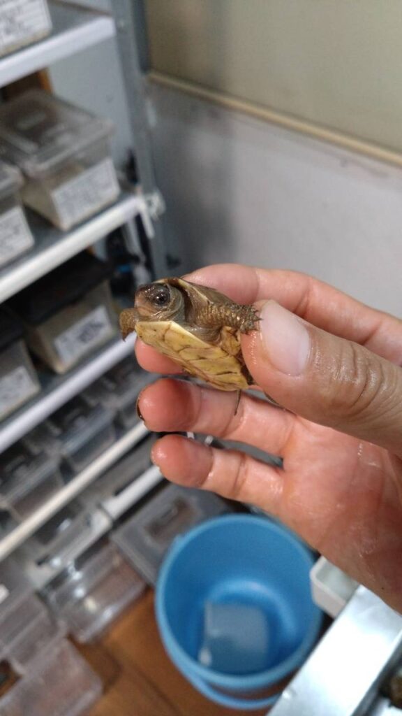 garuhucoastHakogame20251015-3