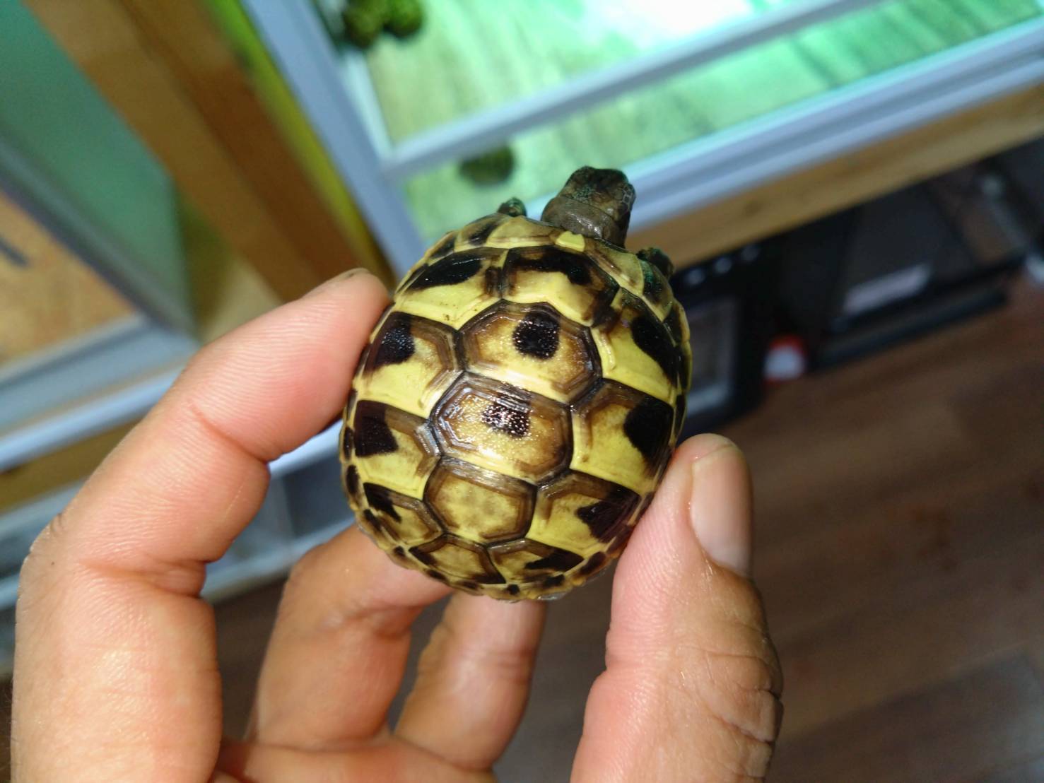 higashiherumanRikugame20251015-3