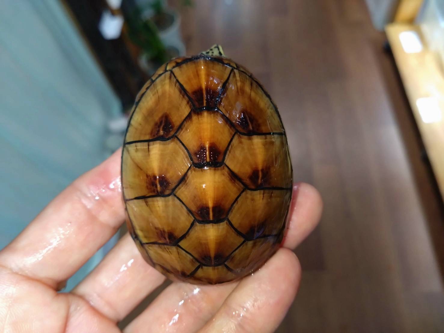 Misuzidorogame20251025-01