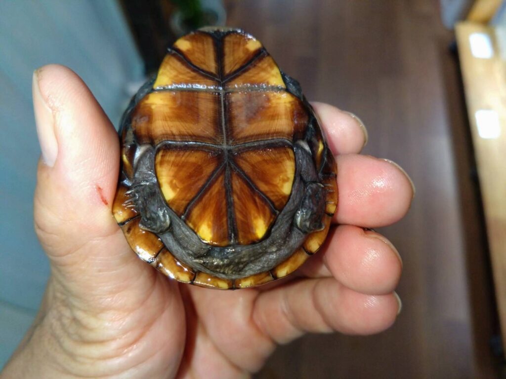 Misuzidorogame20251025-01