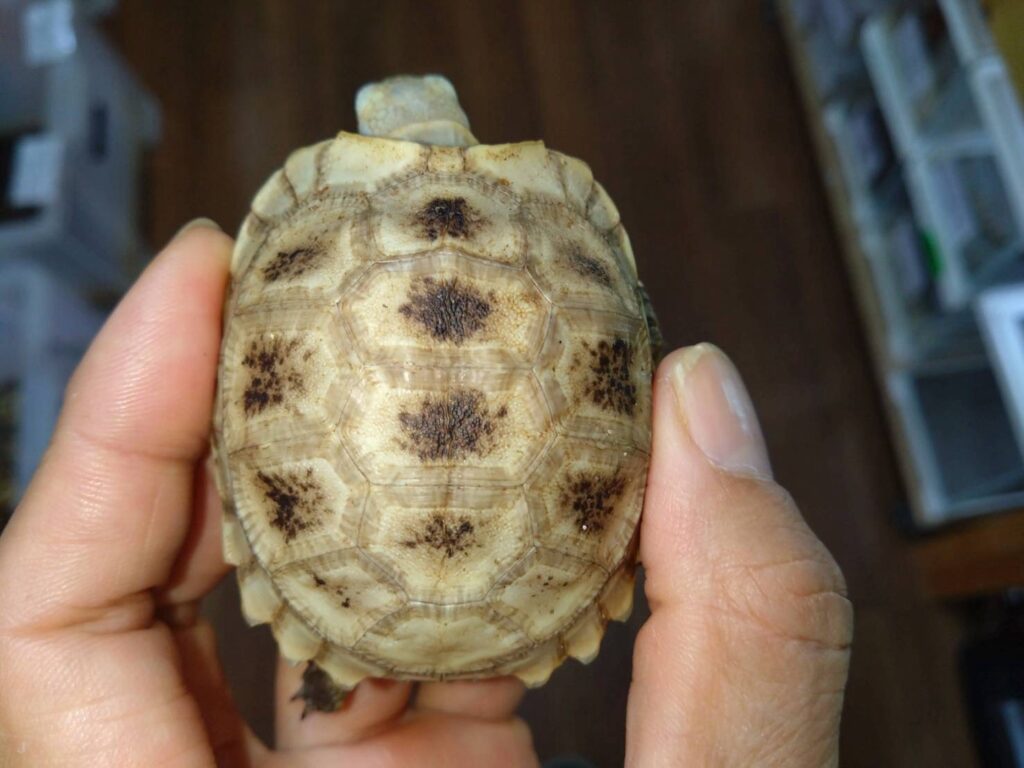 erongatarikugame20251030-02