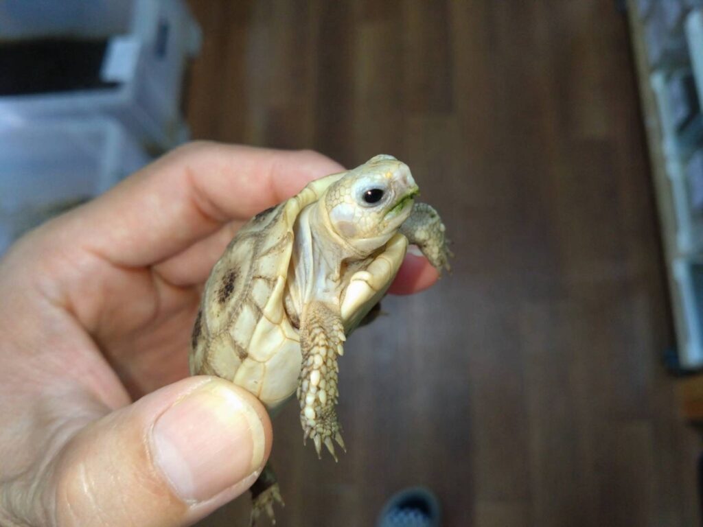 erongatarikugame20251030-01