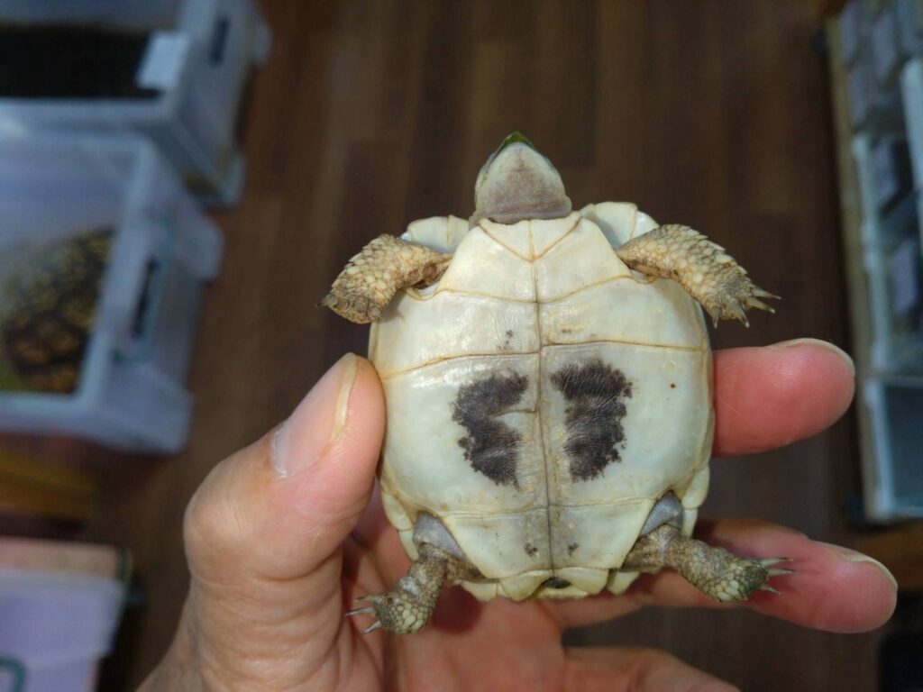 erongatarikugame20251030-03