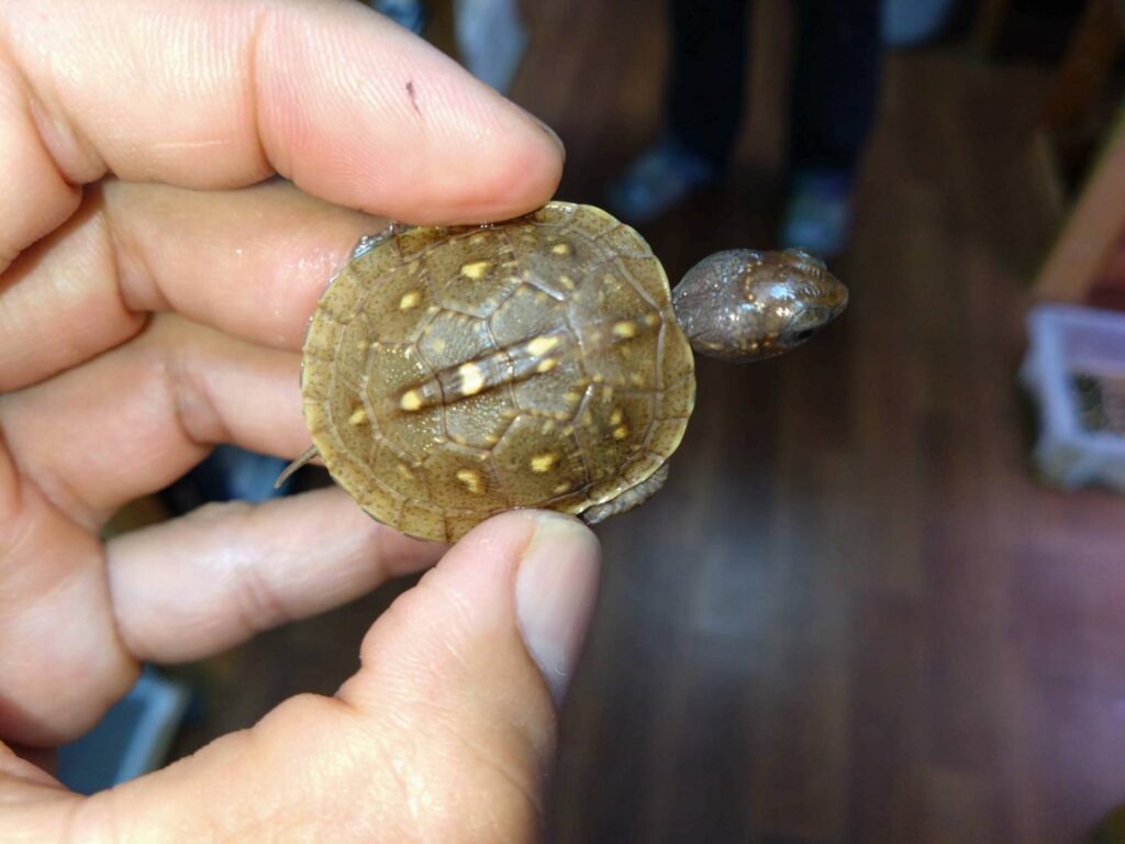 mitsuyubihakogame20251015-1