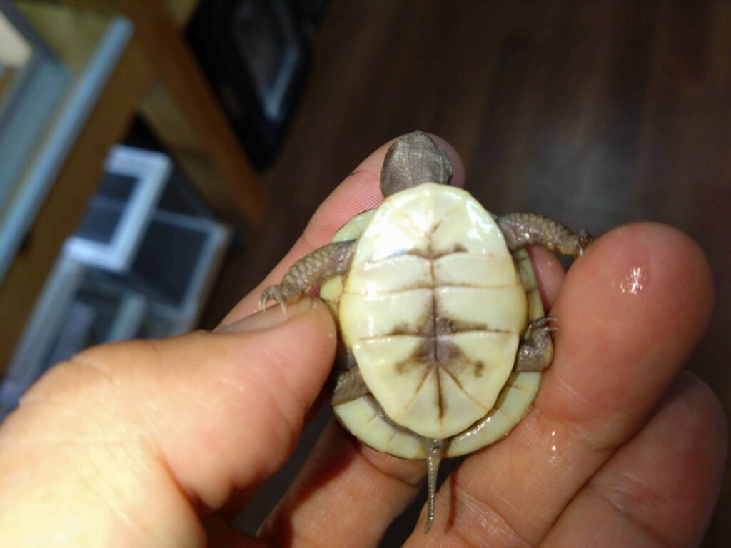 mitsuyubihakogame20251015-2