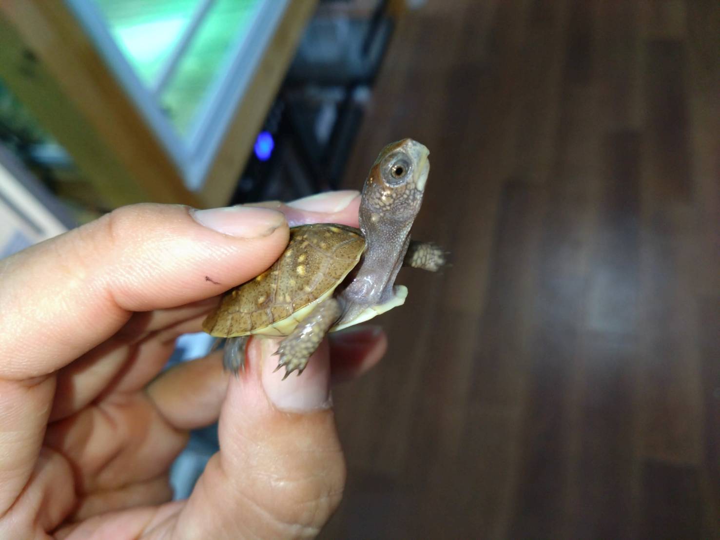 mitsuyubihakogame20251015