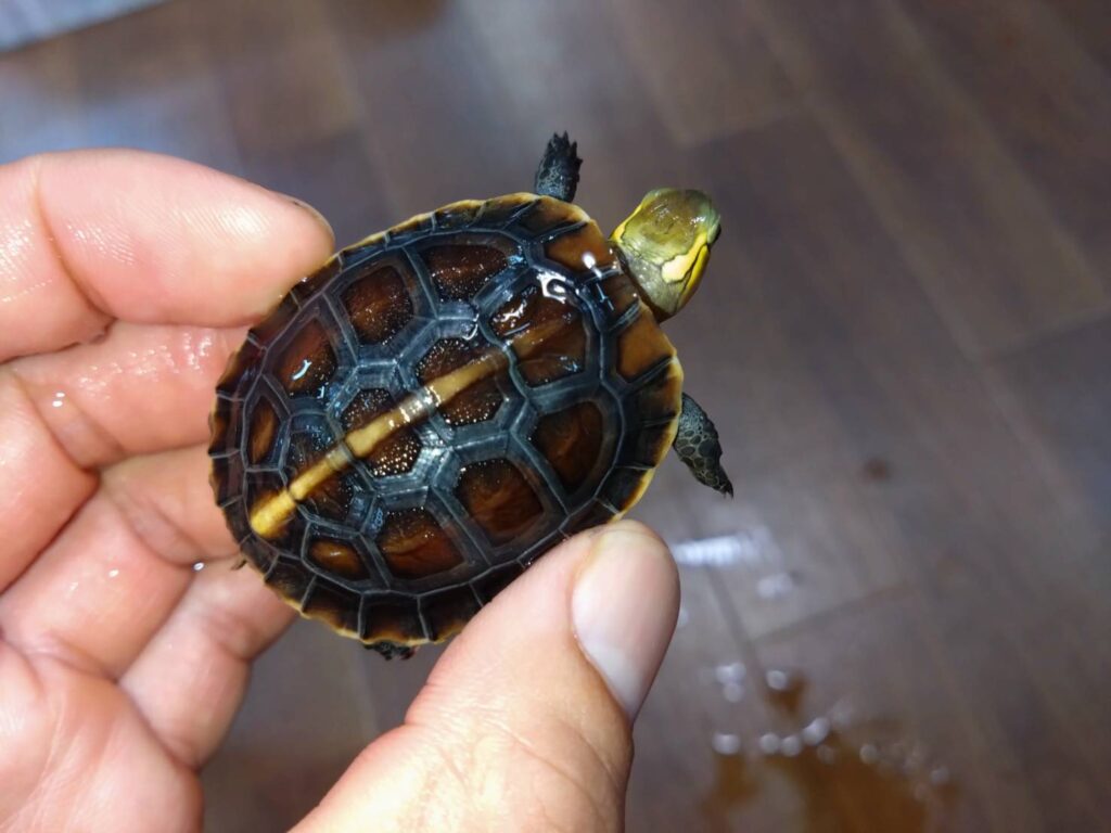 semaruhakogame20251015-1