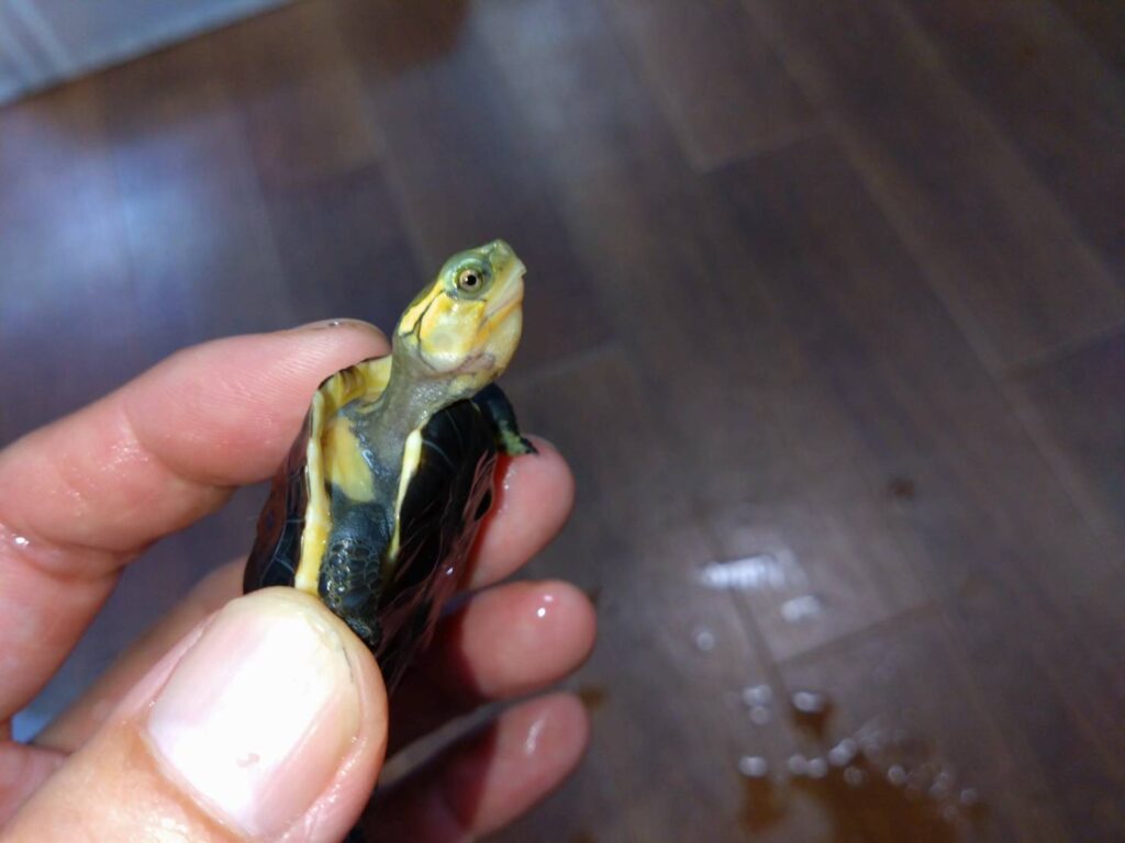 semaruhakogame20251015-2