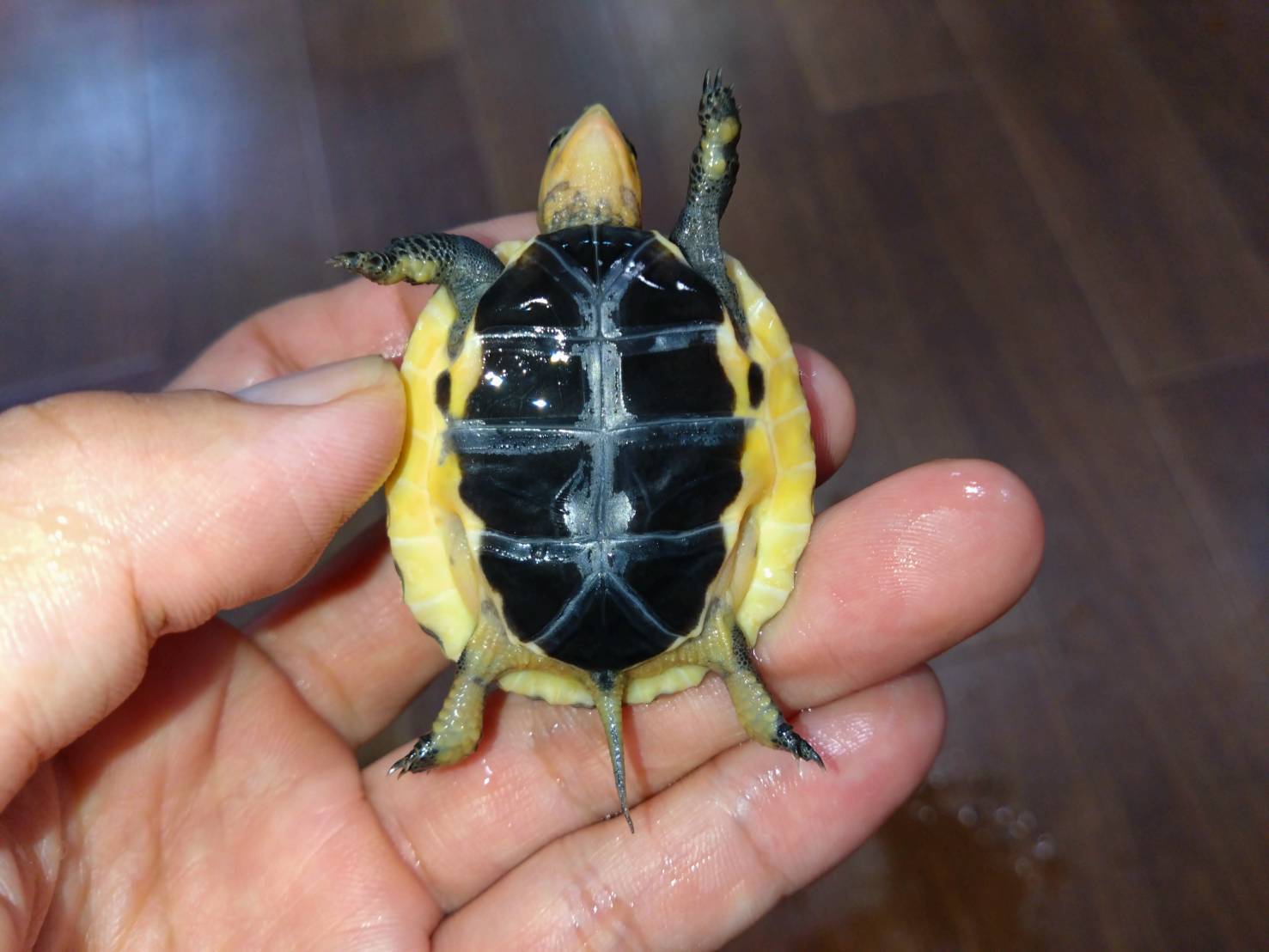 semaruhakogame20251015-3