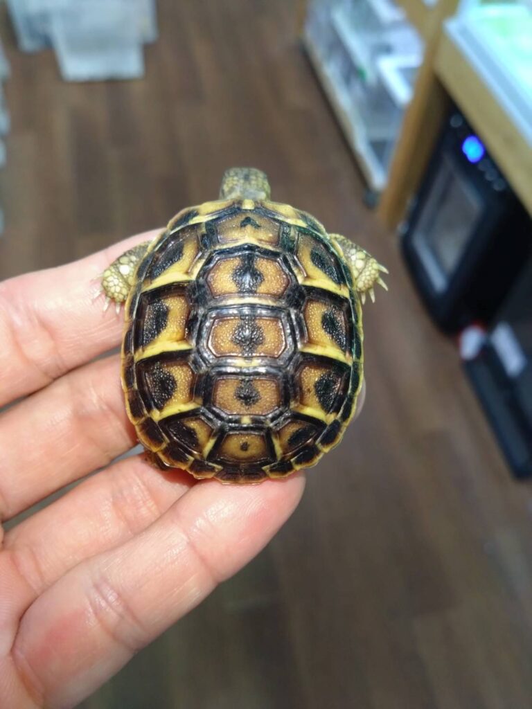 nishiherumanrikugame-apuria20251109-01