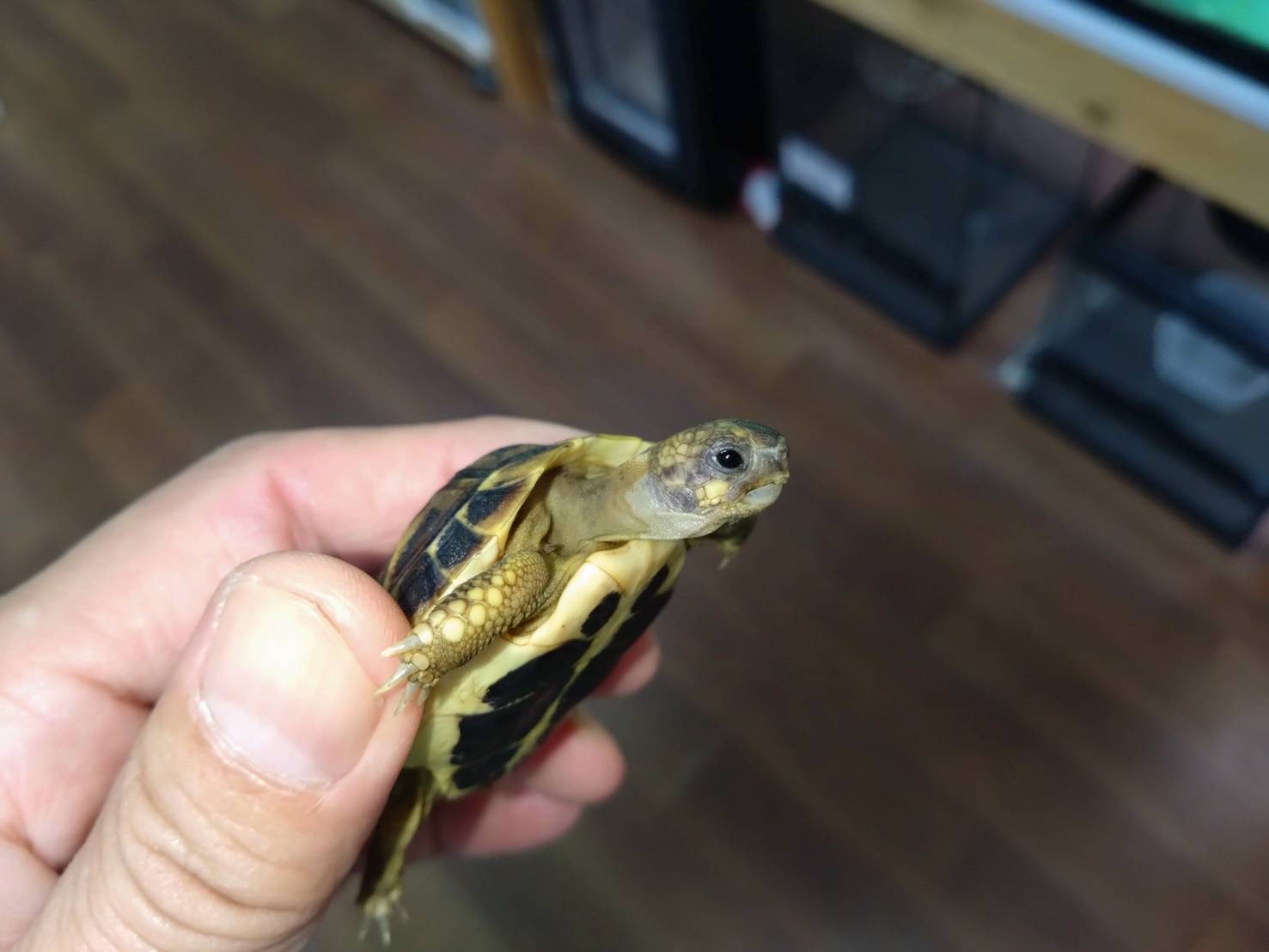 nishiherumanrikugame-apuria20251109-02