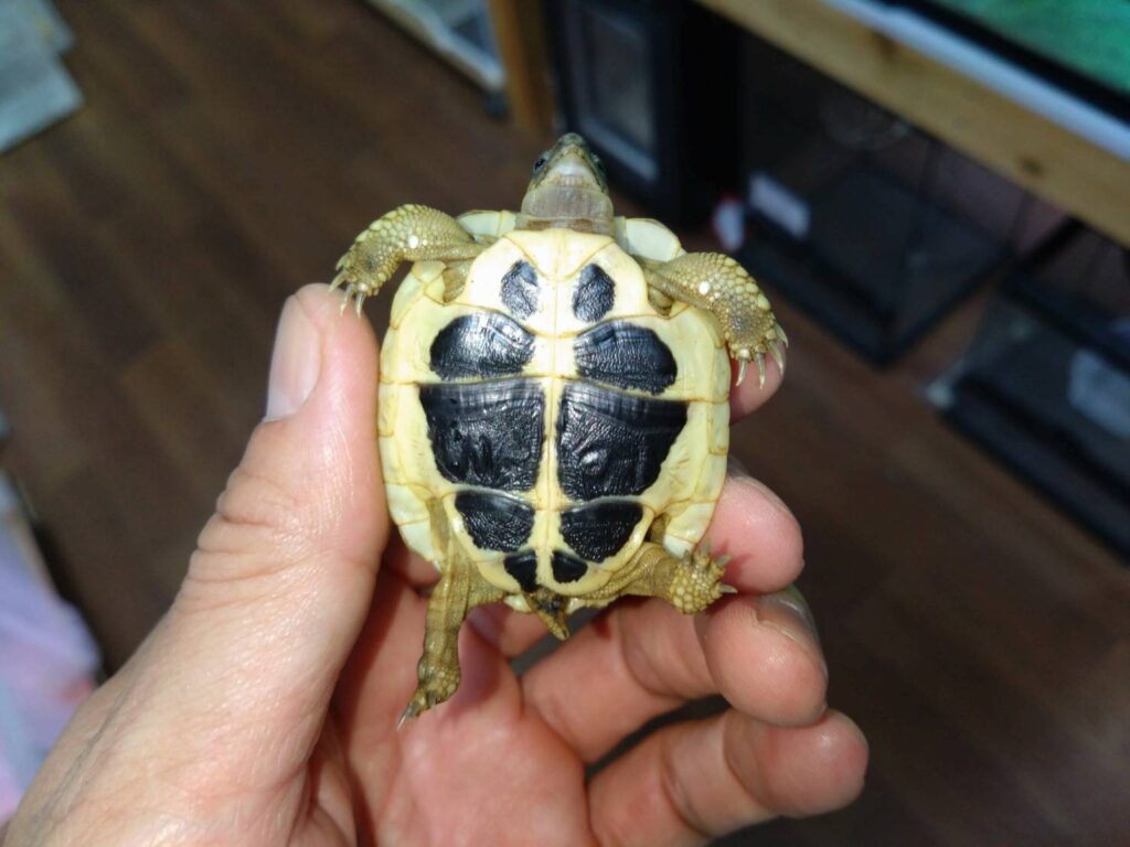 nishiherumanrikugame-apuria20251109-03