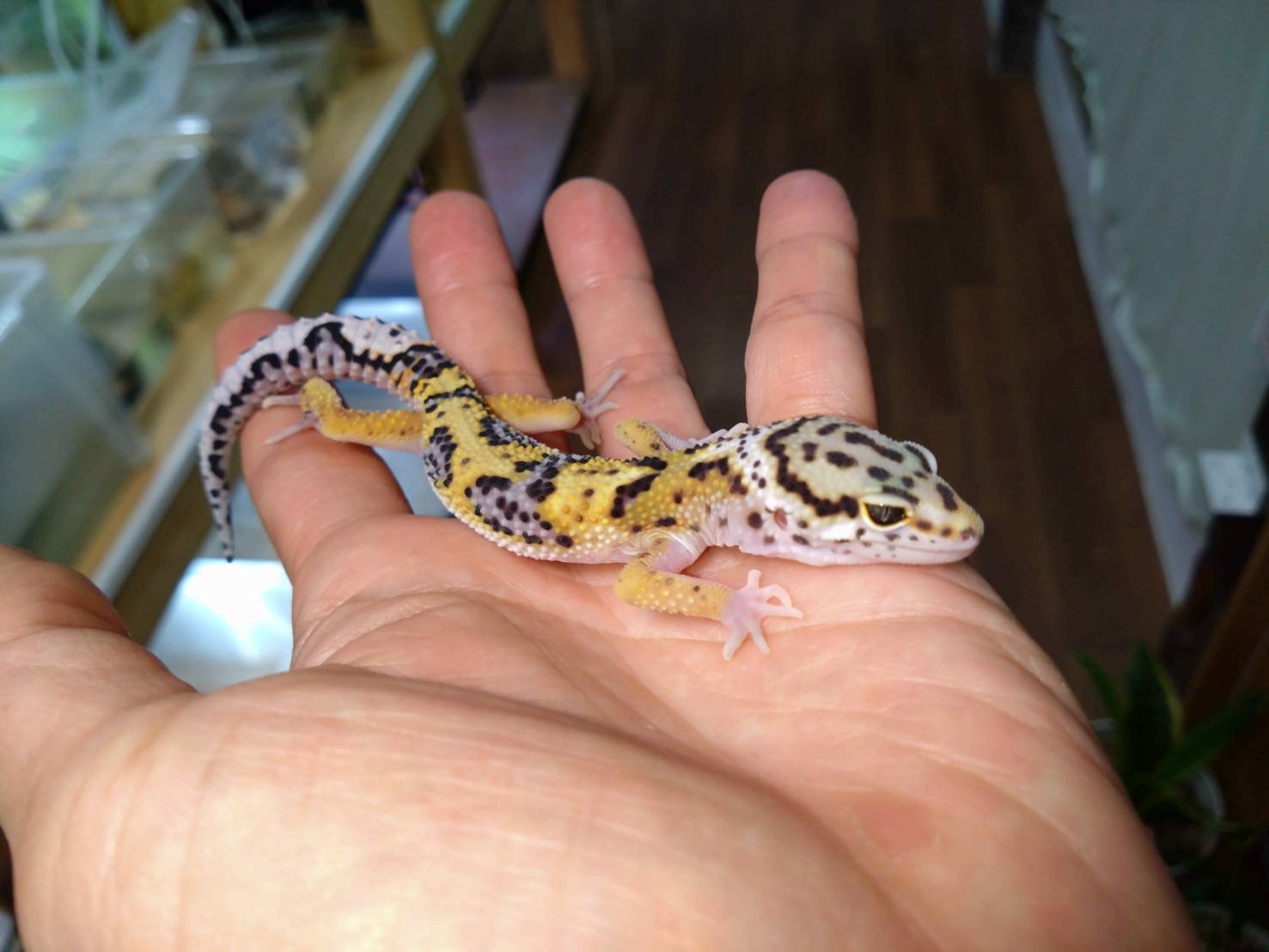 loapaHighYellow202511