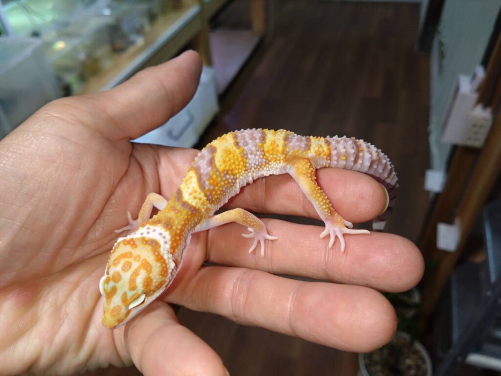 lepopaRainWater202511