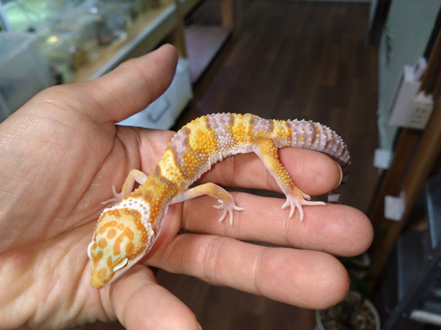 lepopaRainWater202511