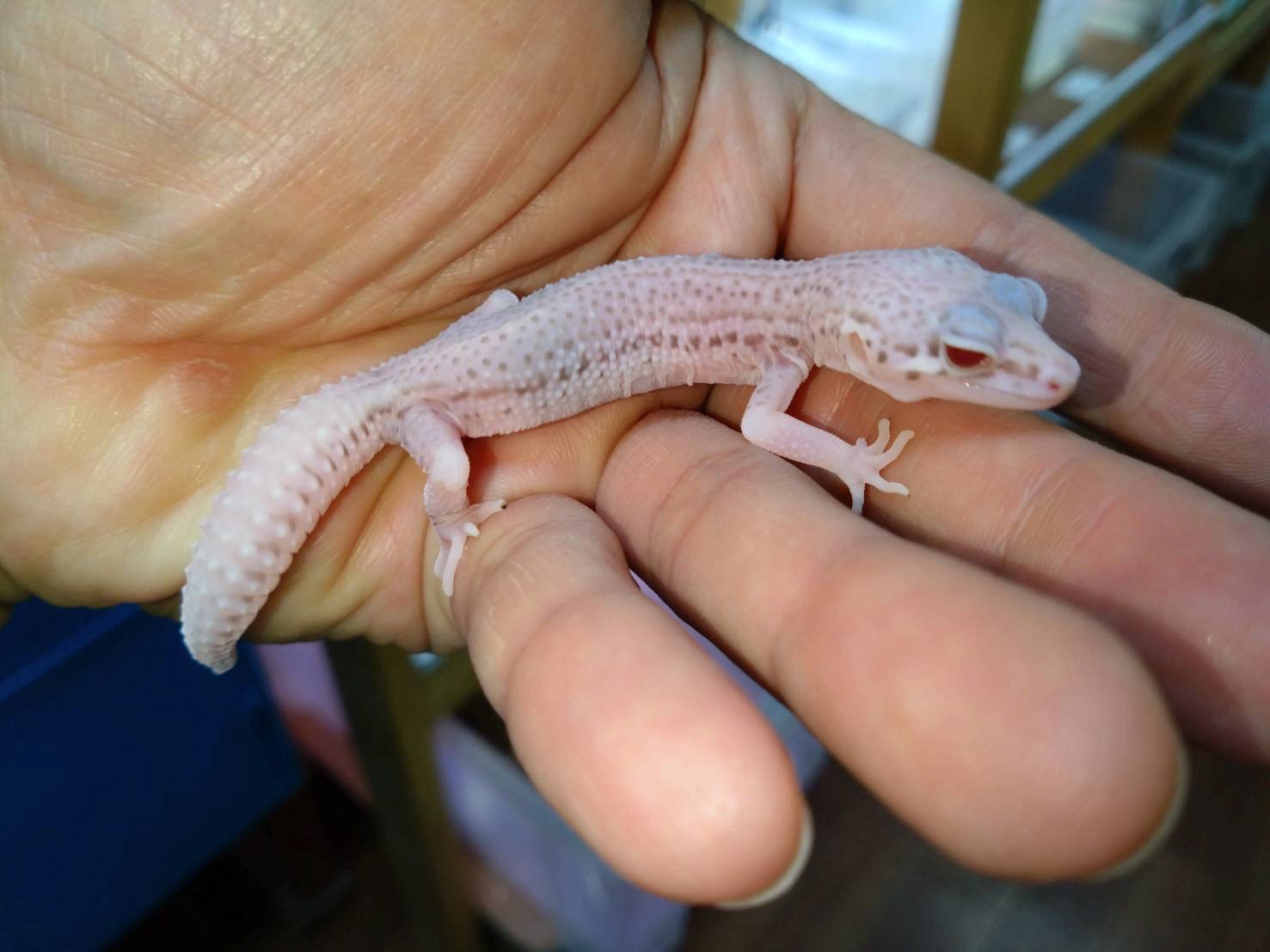 leopaSuperRadar202511