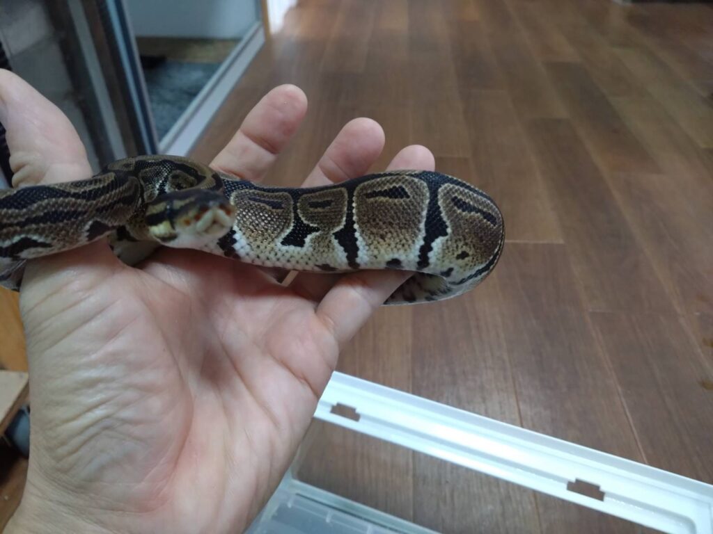 borupaison20251222-2