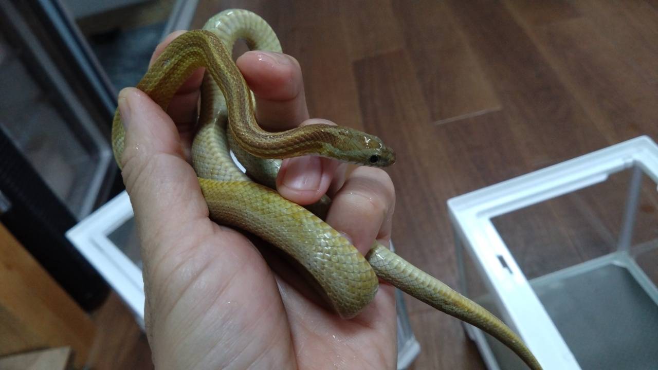 konsunekukyaramerusutoraipu-2