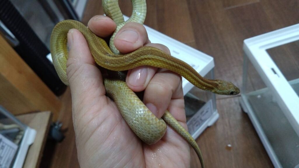 konsunekukyaramerusutoraipu