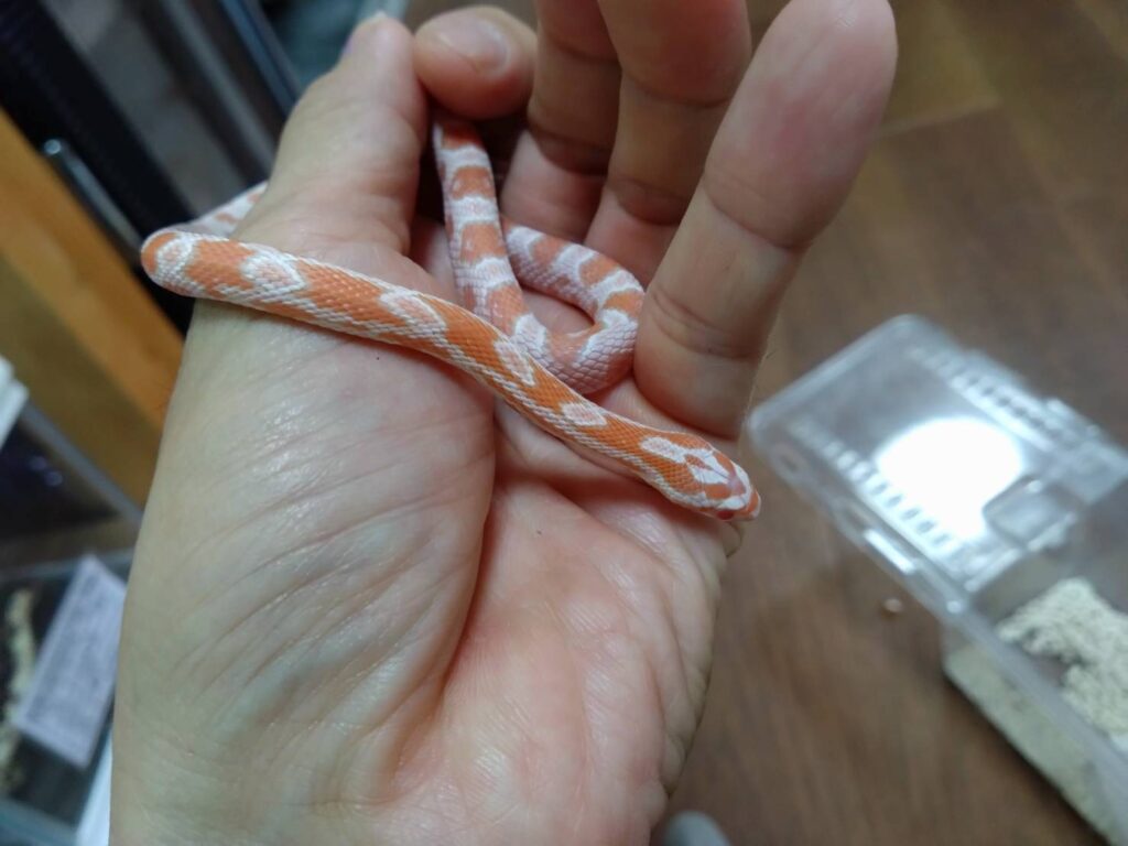 konsunekusamonsuno-2