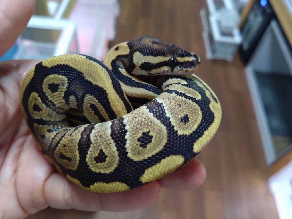 borupaisonFire20251224