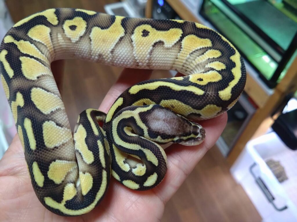 borupaisonPastelLessor20251224